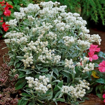 Anaphalis triplinervis, Ulleternell