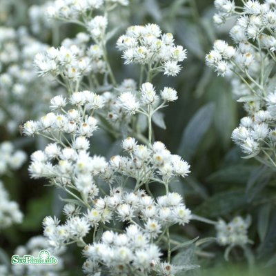 Anaphalis triplinervis, Ulleternell, P9cm