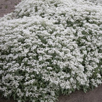 Anaphalis triplinervis Silver Wave, Ulleternell