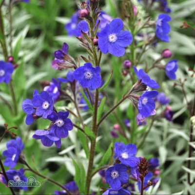 Anchusa azurea Loddon Royalist, Italiensk Oxtunga, SQ1