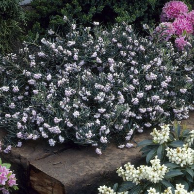 Andromeda glaucophylla