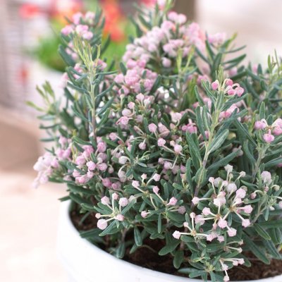 Andromeda polifolia Blue Ice, Rosling, 20-25 C2