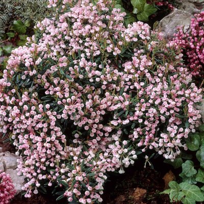 Andromeda polifolia Compacta, Rosling, 20-25 C2