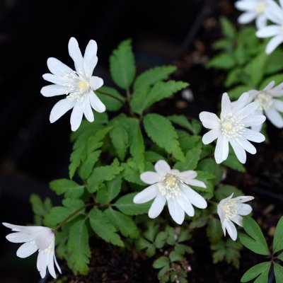 Anemone altaica, Altaisippa, P9cm