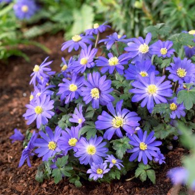 Balkansippa Anemone blanda Blue Shades 20st