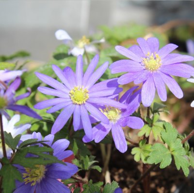 Anemone blanda Blue Shades, Balkansippa, P9cm