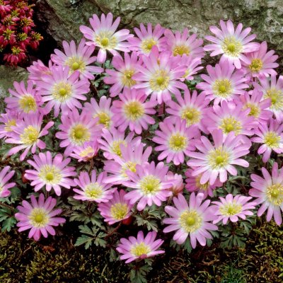 Balkansippa Anemone blanda Charmer 10st
