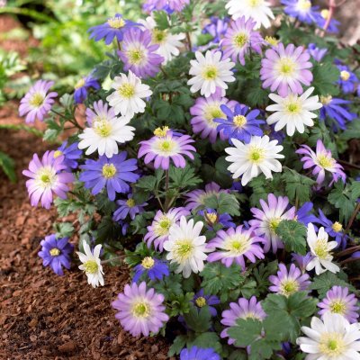 Balkansippa Anemone blanda Mix 15st