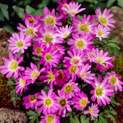 Anemone blanda Pink Star, Balkansippa, P9cm