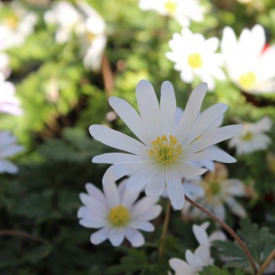 Anemone blanda White Splendor, Balkansippa, P9cm