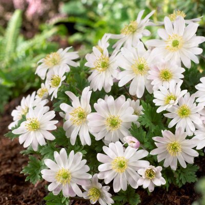 Balkansippa Anemone blanda White Splendour 15st