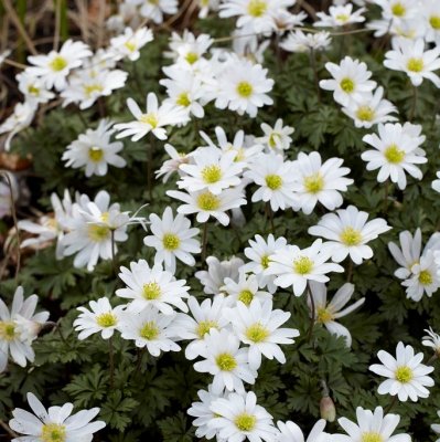 Anemone blanda White Splendor, Balkansippa, P9cm