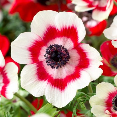 Bukettanemon Anemone coronaria Bicolor 10st