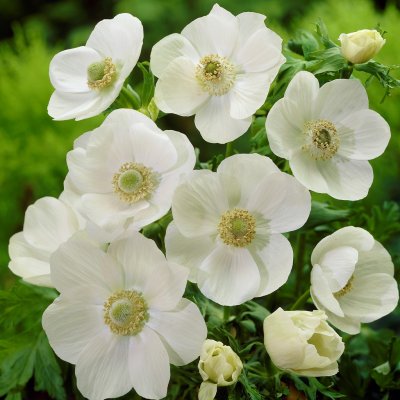 Bukettanemon Anemone coronaria Bride 20st