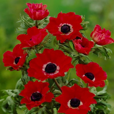 Bukettanemon Anemone coronaria Hollandia 10st