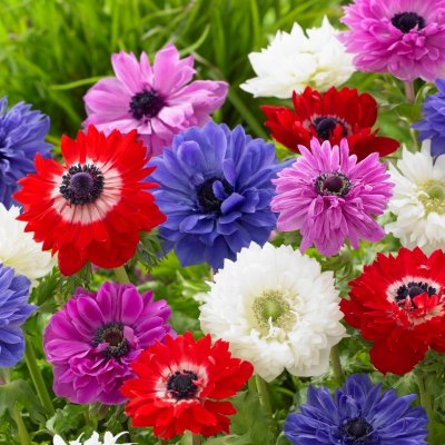 Bukettanemon Anemone coronaria Saint Bridgid Mix 10st