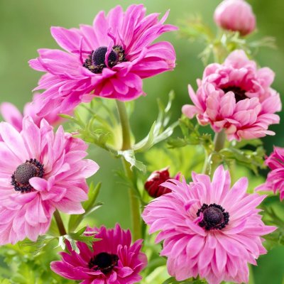 Bukettanemon Anemone coronaria Admiral 10st