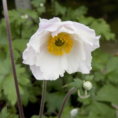 Anemone hybr. Dreaming Swan ®, Trädgårdsanemon