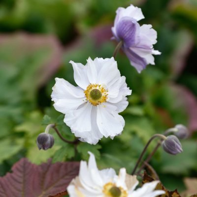 Anemone hybr. Dreaming Swan ®, Trädgårdsanemon, SQ1