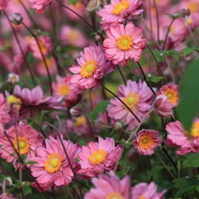 Anemone hup. v. jap. Pamina, Fylld Höstanemon, C13cm