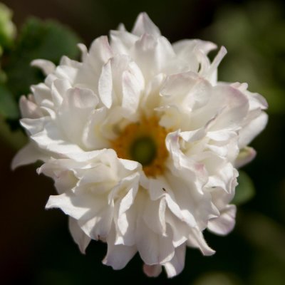 Anemone hup. v. jap. Tiki Sensation ®, Fylld Höstanemon