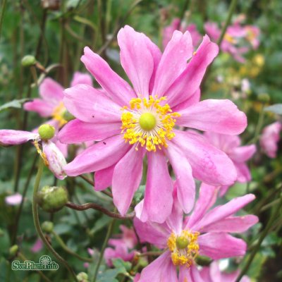 Anemone hup. v. jap. Pamina, Fylld Höstanemon, C13cm