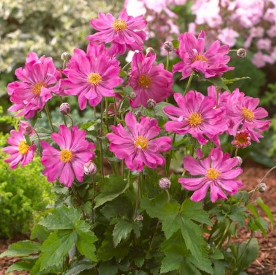 Anemone hup. v. jap. Prinz Heinrich, Fylld Höstanemon