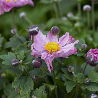 Anemone x hybrida Fantasy Pocahontas ®, Höstanemon, SQ1