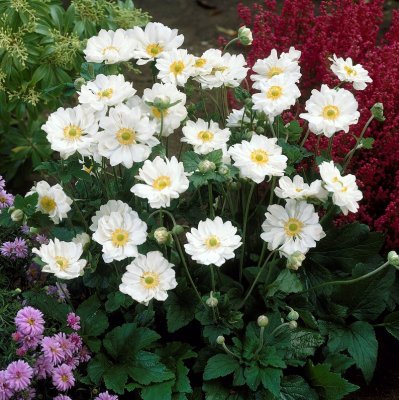 Anemone x hybrida Whirlwind, Stor Höstanemon