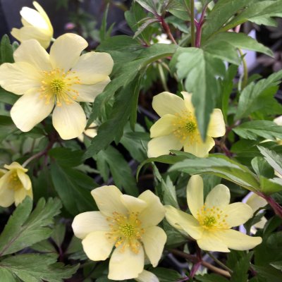 Anemone lipsiensis Sioux, Svavelsippa, P9cm