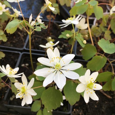 Anemonella thalictroides, Sippruta, P9cm