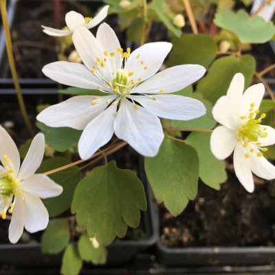 Anemonella thalictroides, Sippruta, P9cm