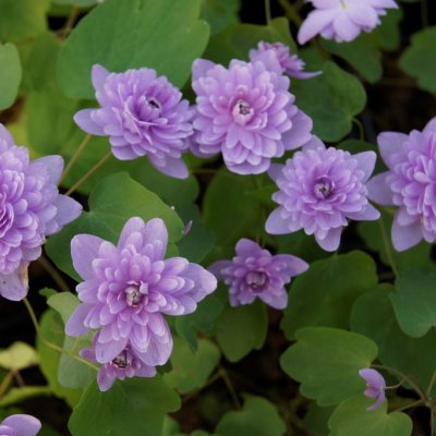 Anemonella thalictroides Oscar Shoaf, Sippruta, P9cm