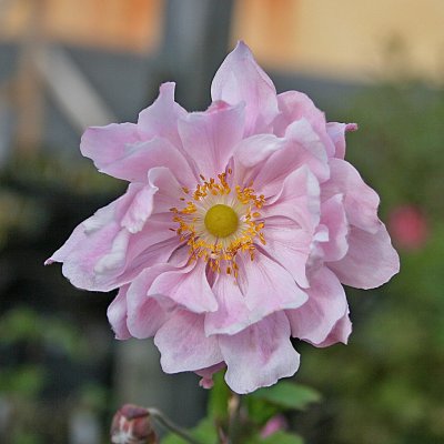 Anemone x hybrida Montrose, Stor Höstanemon