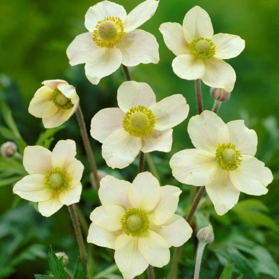 Anemone multifida Annabella White, Flikanemon, P9cm
