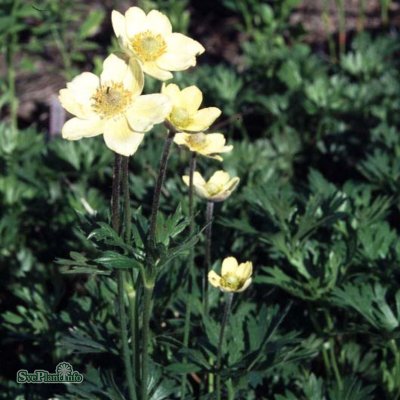 Anemone multifida Major, Flikanemon, C11cm