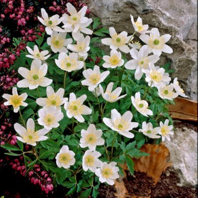 Vitsippa Anemone nemorosa 10st