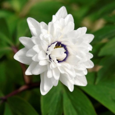 Vitsippa Anemone nemorosa Blue Eyes 1st