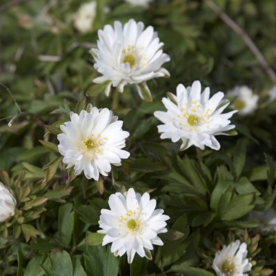 Anemone nemorosa Bracteata Pleniflora, Vitsippa, P9cm