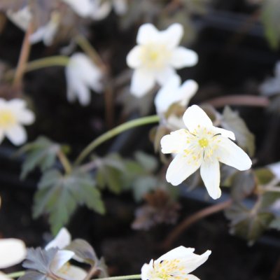 Anemone nemorosa Dark Leaf, Vitsippa, P9cm