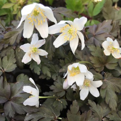 Anemone nemorosa Dark Leaf, Vitsippa, P9cm