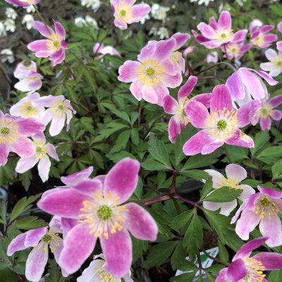 Anemone nemorosa Fire and Ice
