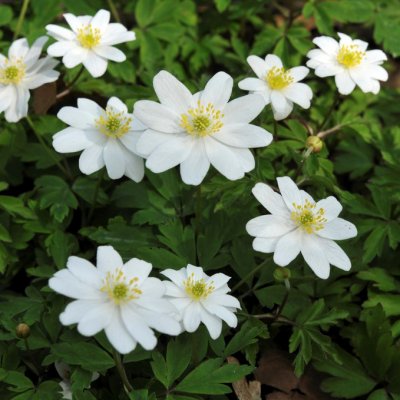 Anemone nemorosa Hilda, Vitsippa, P9cm