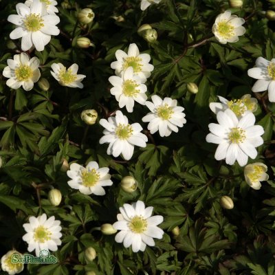 Anemone nemorosa Hilda, Vitsippa, P9cm