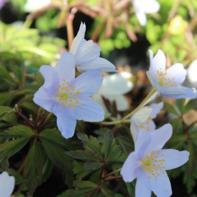 Anemone nemorosa Lismore Blue, Vitsippa, P9cm