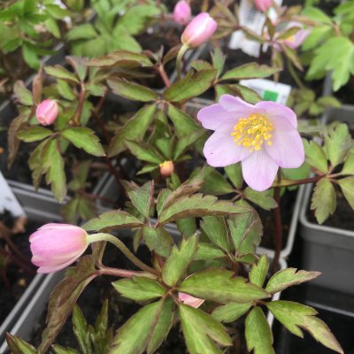 Anemone nemorosa Lucia, Vitsippa, P9cm