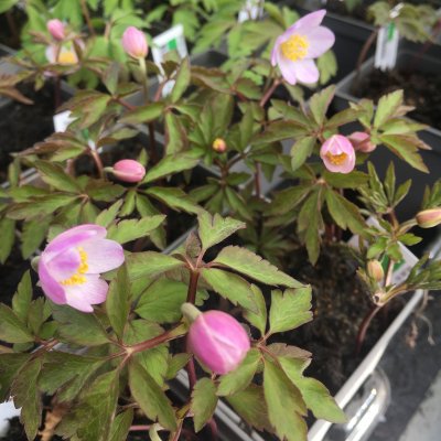 Anemone nemorosa Lucia, Vitsippa, P9cm