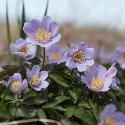 Anemone nemorosa Royal Blue, Vitsippa, P9cm