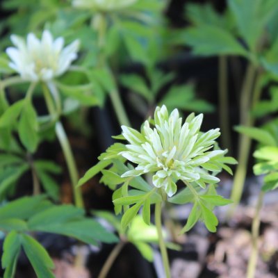 Anemone nemorosa Skaraborg, Vitsippa, P9cm