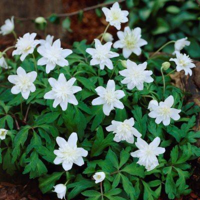 Anemone nemorosa Vestal, Vitsippa, P9cm